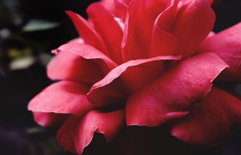 Close-up of a red rose, the shape the rose toy is named after